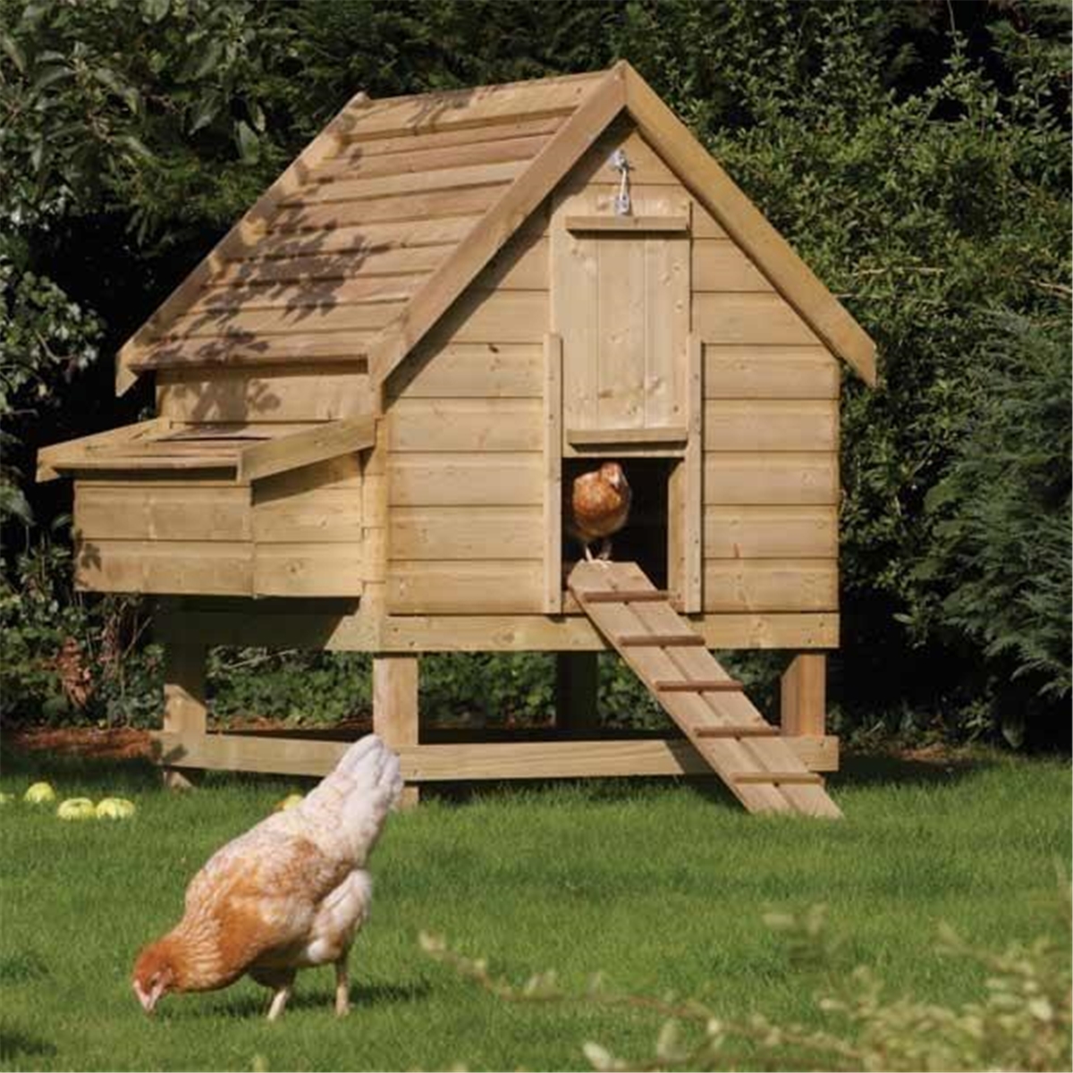 Pressure Treated Chicken Coop Houses 6 Chickens ShedsFirst